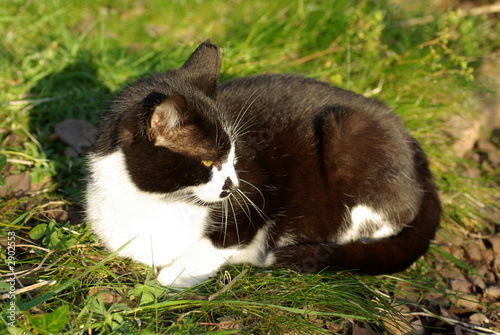 chatte noire sur la chatte blanche