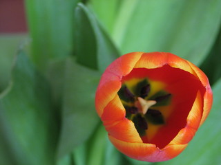 tulip on green background