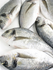 gilded head sea bream