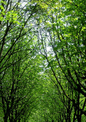 forêt