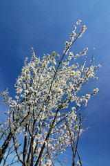 spring bush with white flowers-blue sky