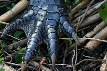 alligator foot detail © Stefan Ekernas