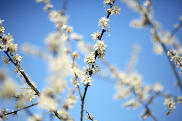 blüte