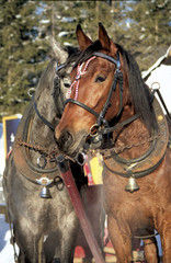 Obraz premium horses in love