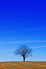 Fototapeta na wymiar a tree under a deep blue sky