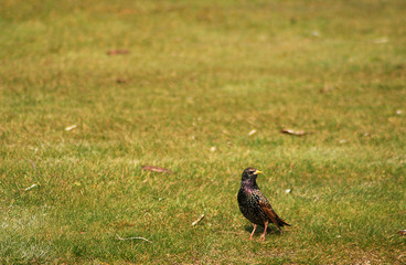oiseau : étourneau