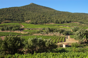 Fototapeta na wymiar krajobraz winnic