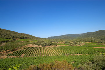 vignes sous le ciel bleu