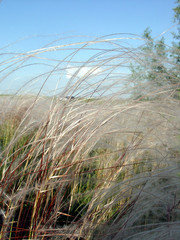 Obraz premium feather grass plumose