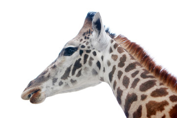 giraffe head shot