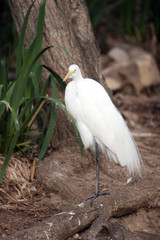 white egret