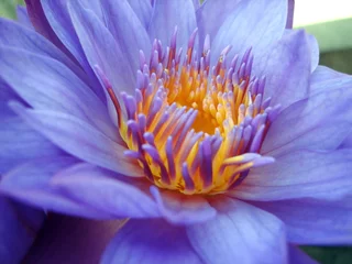 Crédence de cuisine en verre imprimé Nénuphars fleur de lotus violet