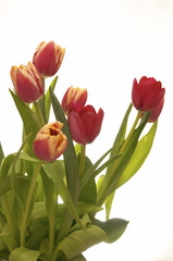 spring tulips