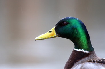 duck
