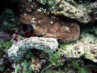 sea cucumber