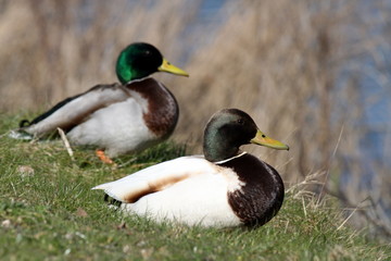 a pair.