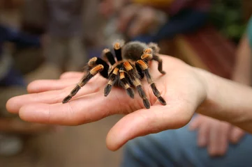 tarantula © Scott Waby