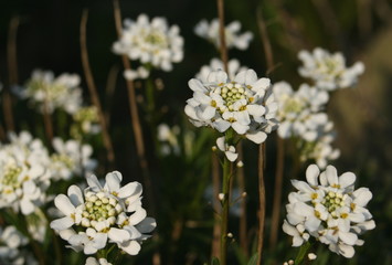 iberis sempervireris