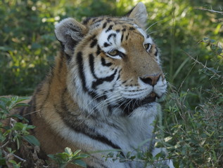 tiger staring