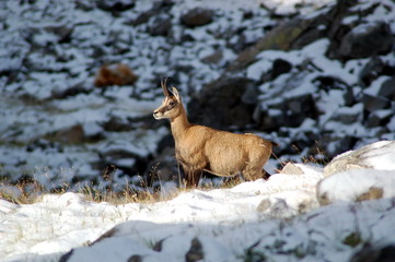 chamois 1