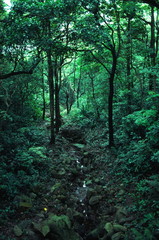 Obraz premium hong kong forest