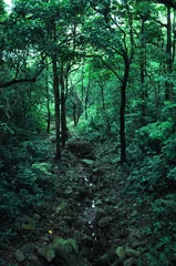 Deurstickers hong kong forest © michael luckett