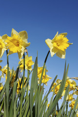 yellow daffodils