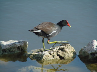 moorhen stepping out