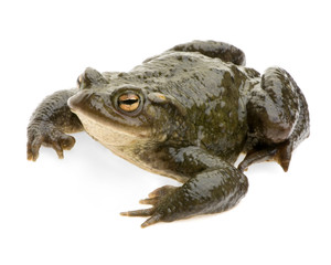 crapaud commun - bufo bufo
