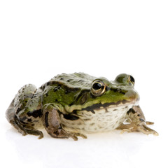 grenouille verte - rana esculenta