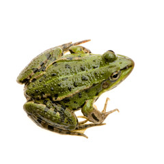 grenouille verte - rana esculenta