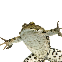 grenouille rieuse - rana ridibunda