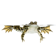 grenouille rieuse - rana ridibunda