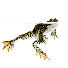 grenouille rieuse - rana ridibunda