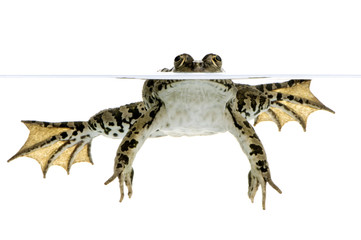 Naklejka premium grenouille rieuse - rana ridibunda
