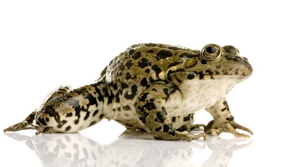 grenouille rieuse - rana ridibunda