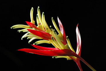 wild flower