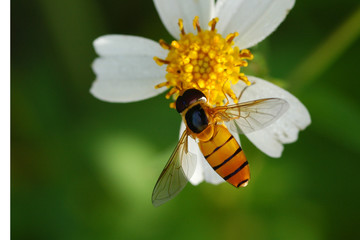 bee and flowers