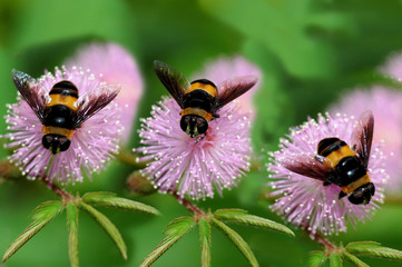 bees and flowers