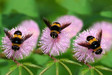 bees and flowers