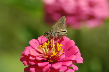 insect and flowers