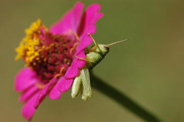 grasshopper and flowers