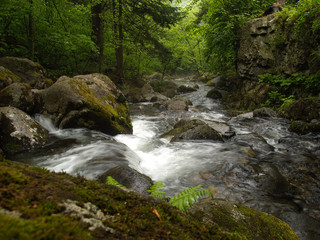 Obraz premium forest mountain creek