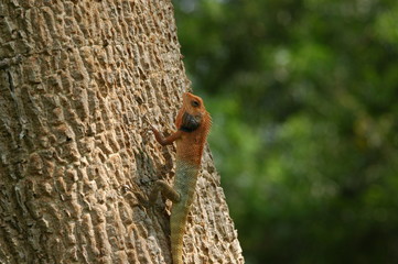 lizard in the parks