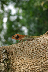 lizard in the parks