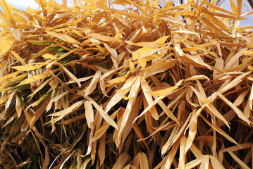 dry leaves