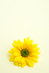 daisy on subtle yellow