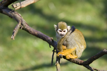 the squirrel monkey