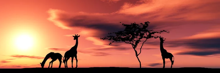 Photo sur Plexiglas Girafe famille de girafes