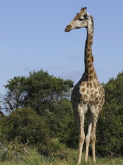 giraffe standing